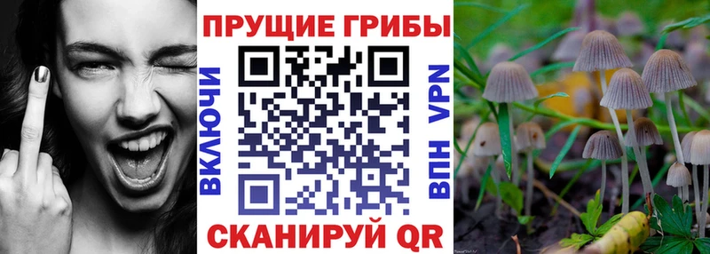 Псилоцибиновые грибы прущие грибы  KRAKEN ССЫЛКА  Новосиль 